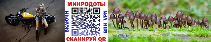 Галлюциногенные грибы Psilocybe  Ульяновск 